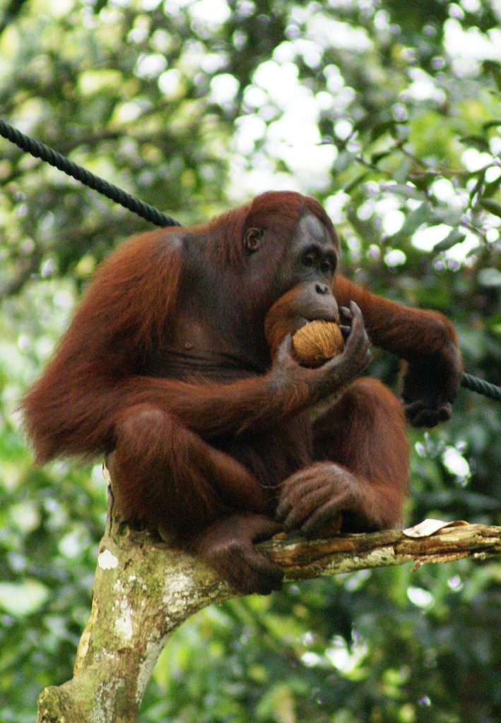 its an ape called an orangutan 